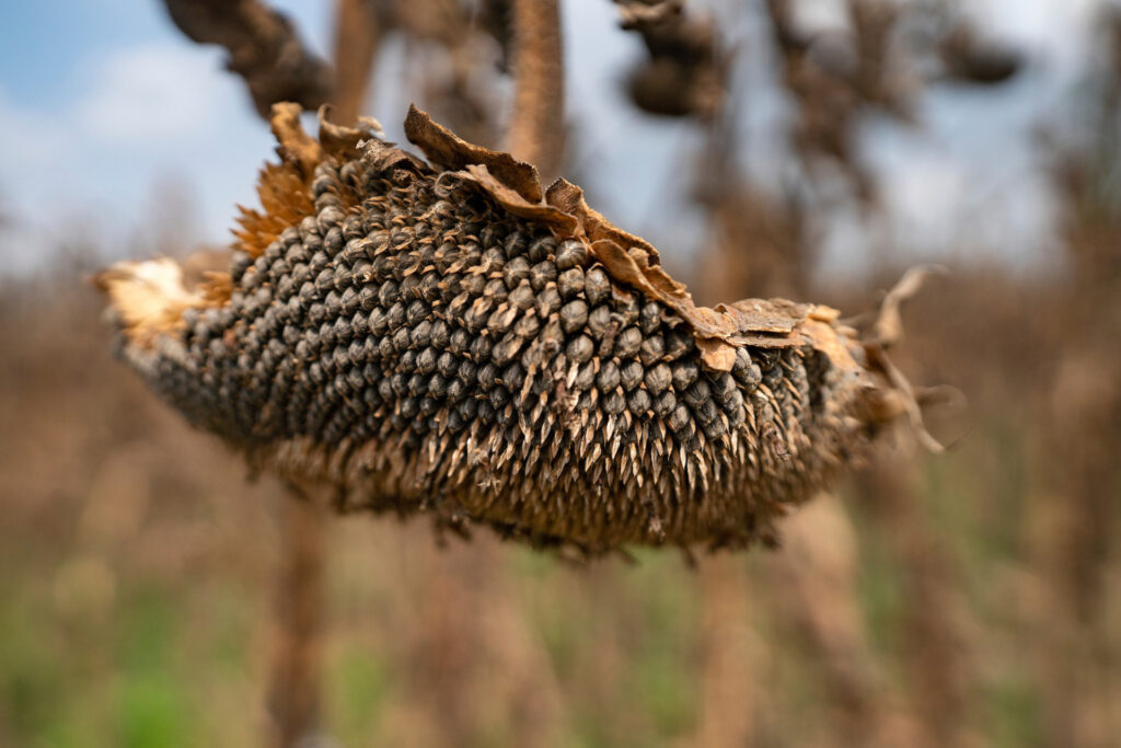 Sunflower seed harvest