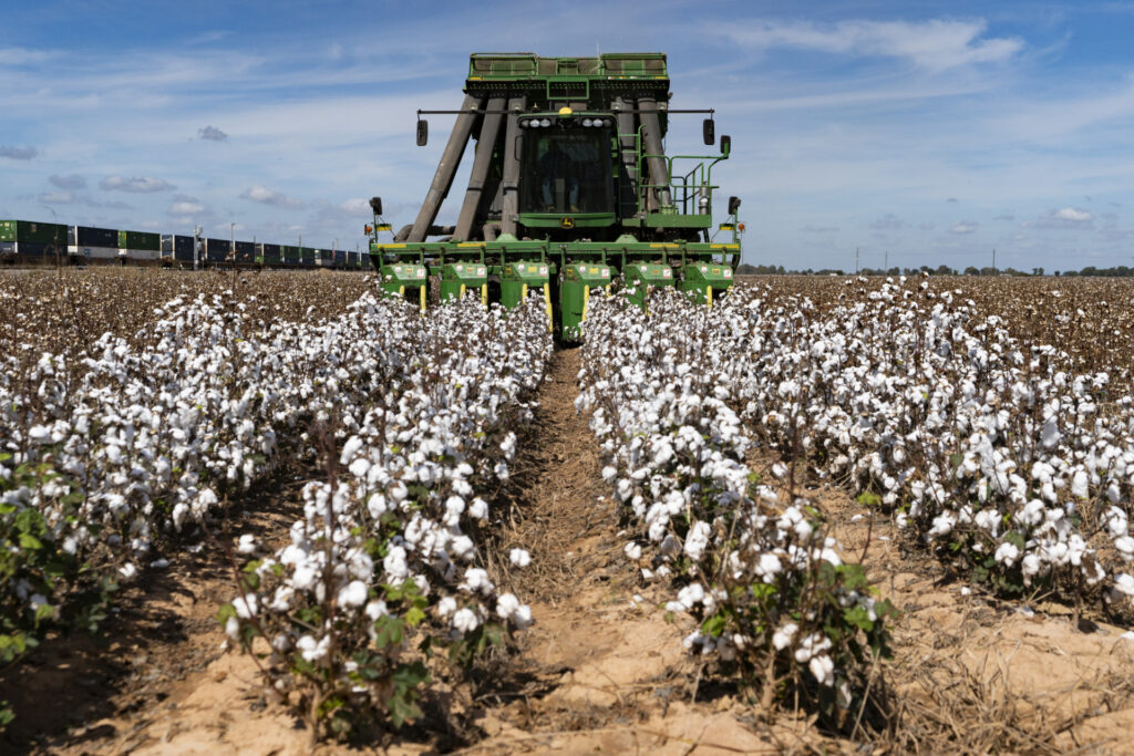 A cotton harvester harvesting cotton at a farm.