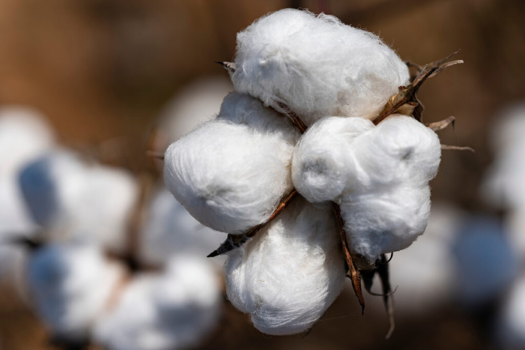 A close-up of a boll of cotton. The Jan. 12 West Plains Crops Conference held in Levelland will feature a session on cotton insect pests. (Texas A&M AgriLife photo by Laura McKenzie)