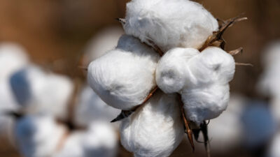 A close-up of a boll of cotton.