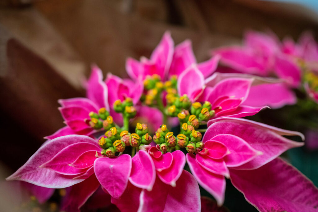 A hot pink poinsettia plant with a vibrant green and yellow center.