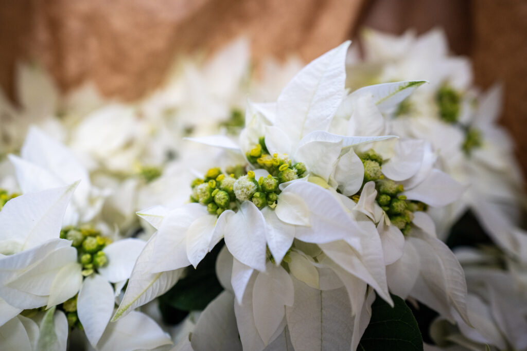 White poinsettias with green berries on them.