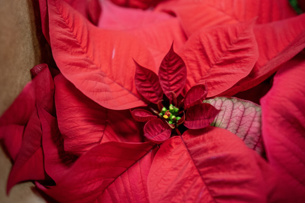 The leaves of a red poinsettia. 