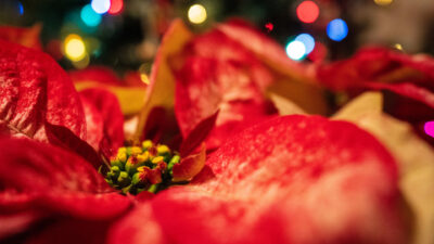 A red poinsettia plant with Christmas lights behind it.