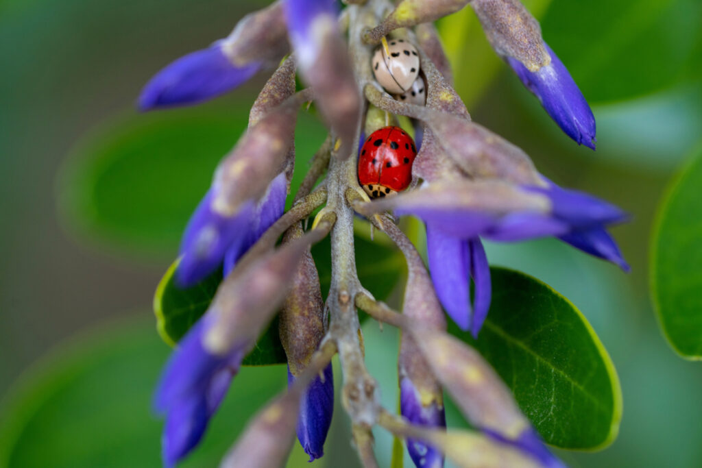 Asian lady beetles nustled in a Texas mountain laurel plant. 