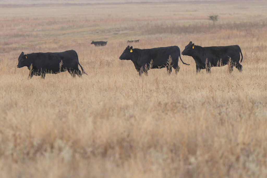 Cattle walking through a field. Attendees will learn about beef cattle topics during the Jan. 9 Bexar County Beef Cattle Short Course