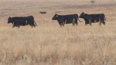 Cattle walking through a field.