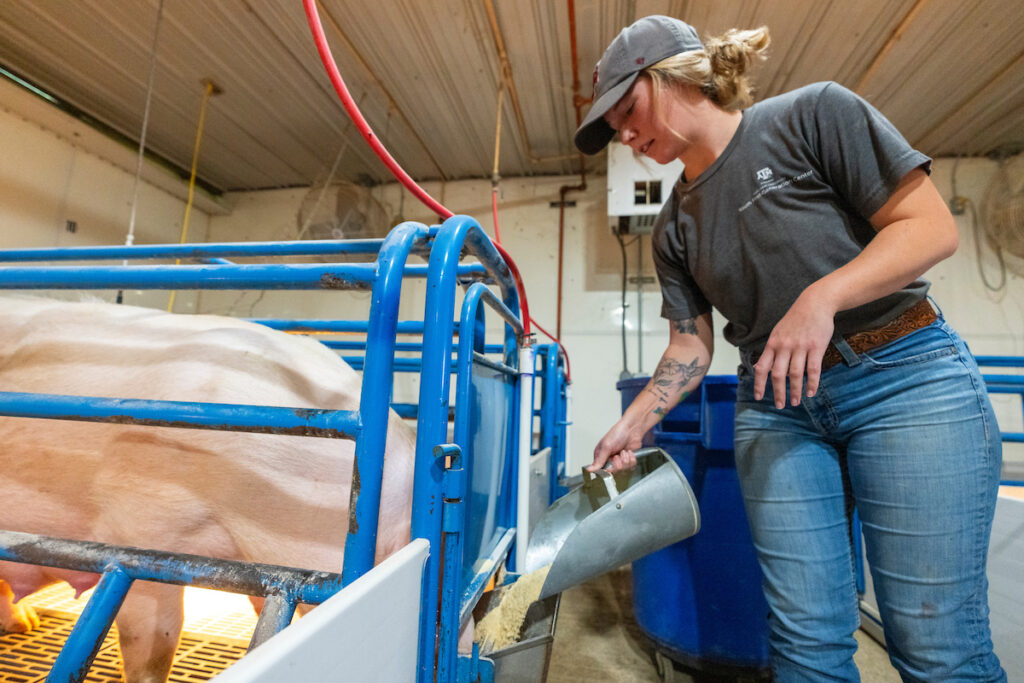 A woman pours feed into the bin in front of a pig in a pen at the Texas A&M swine center