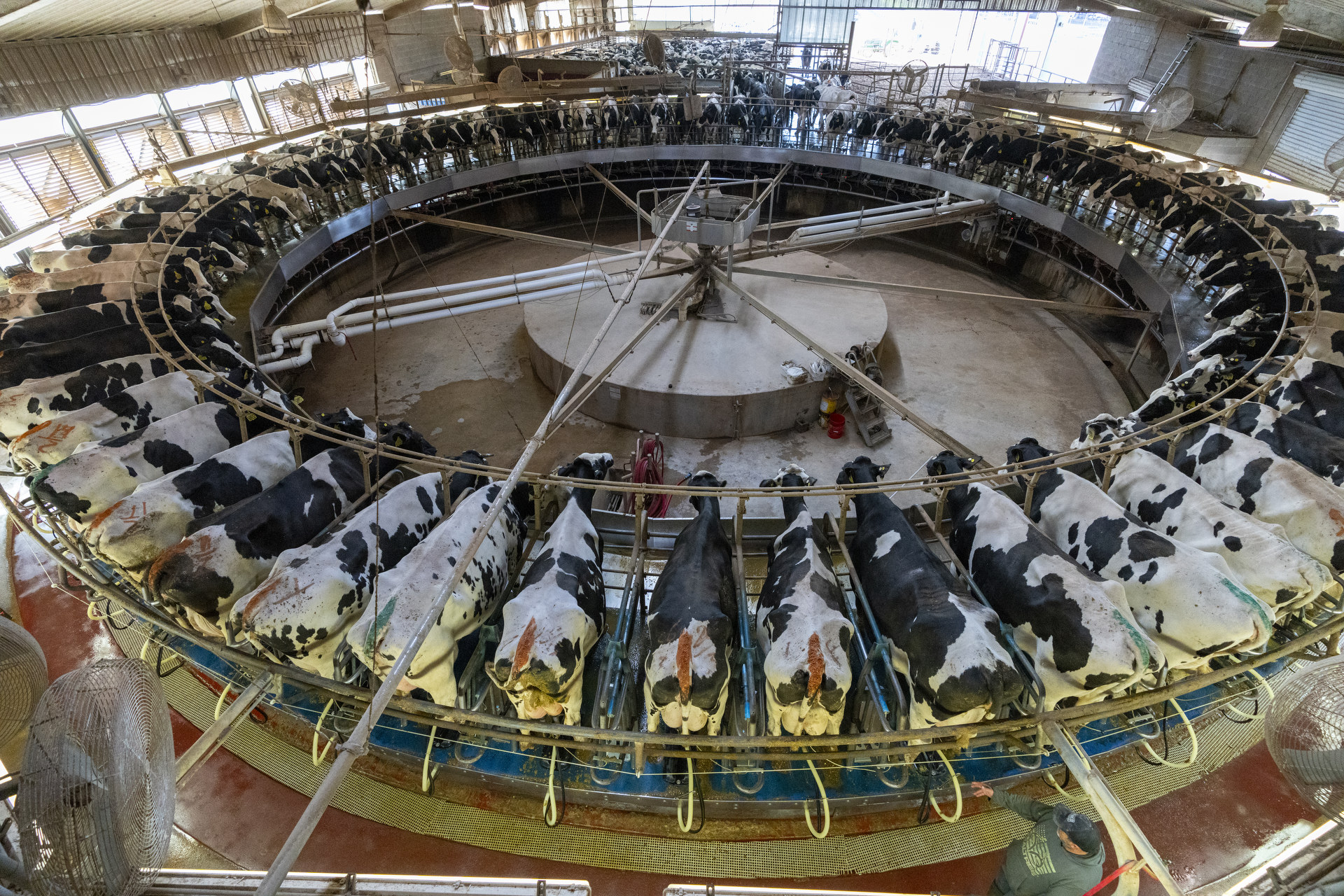 An overhead view of the automatic milker filled with black and white Holstein cows in the milking parlor at Volleman's Family Farms.  