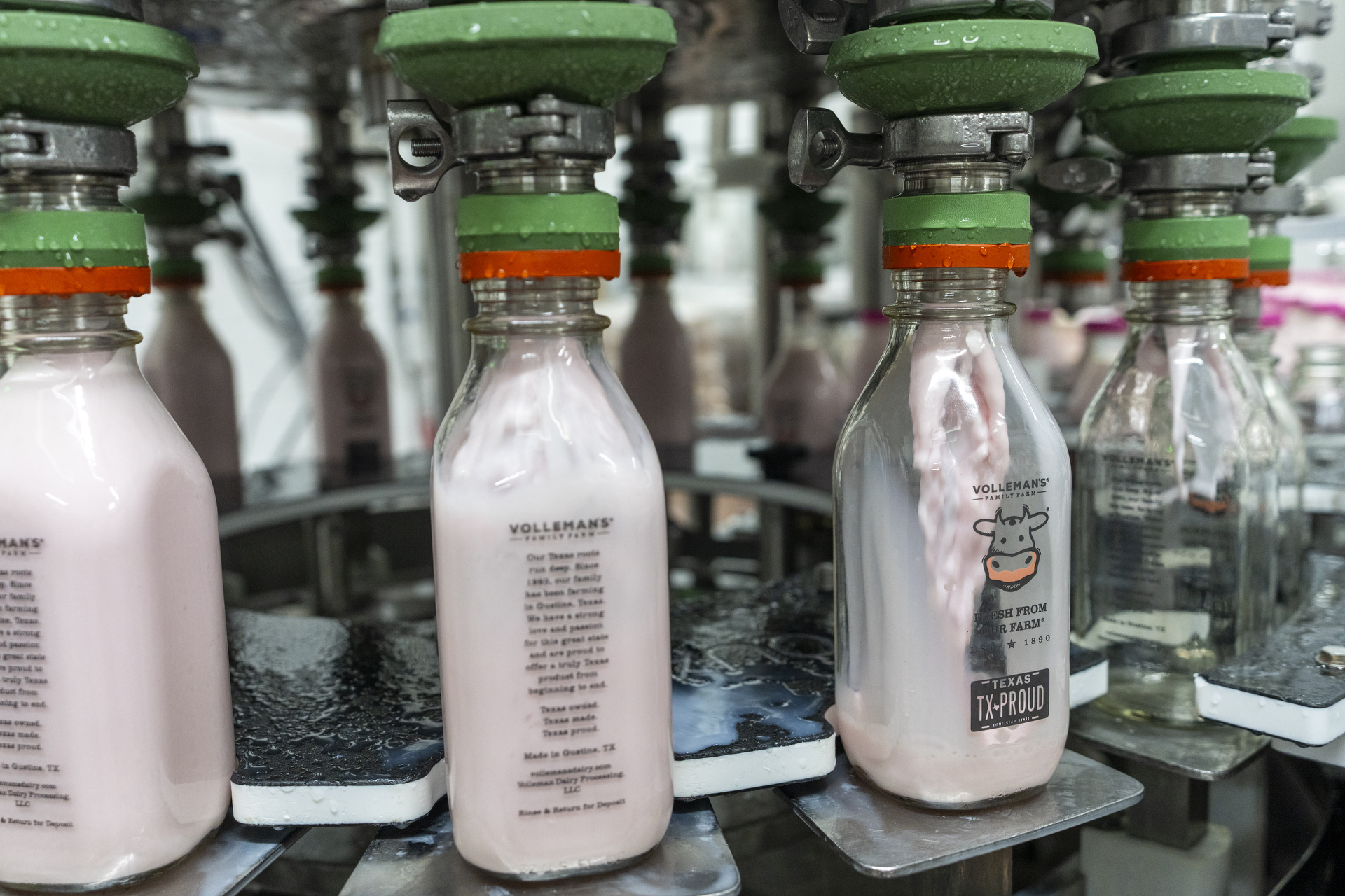 Glass bottles are filled with strawberry milk on the factory line.
