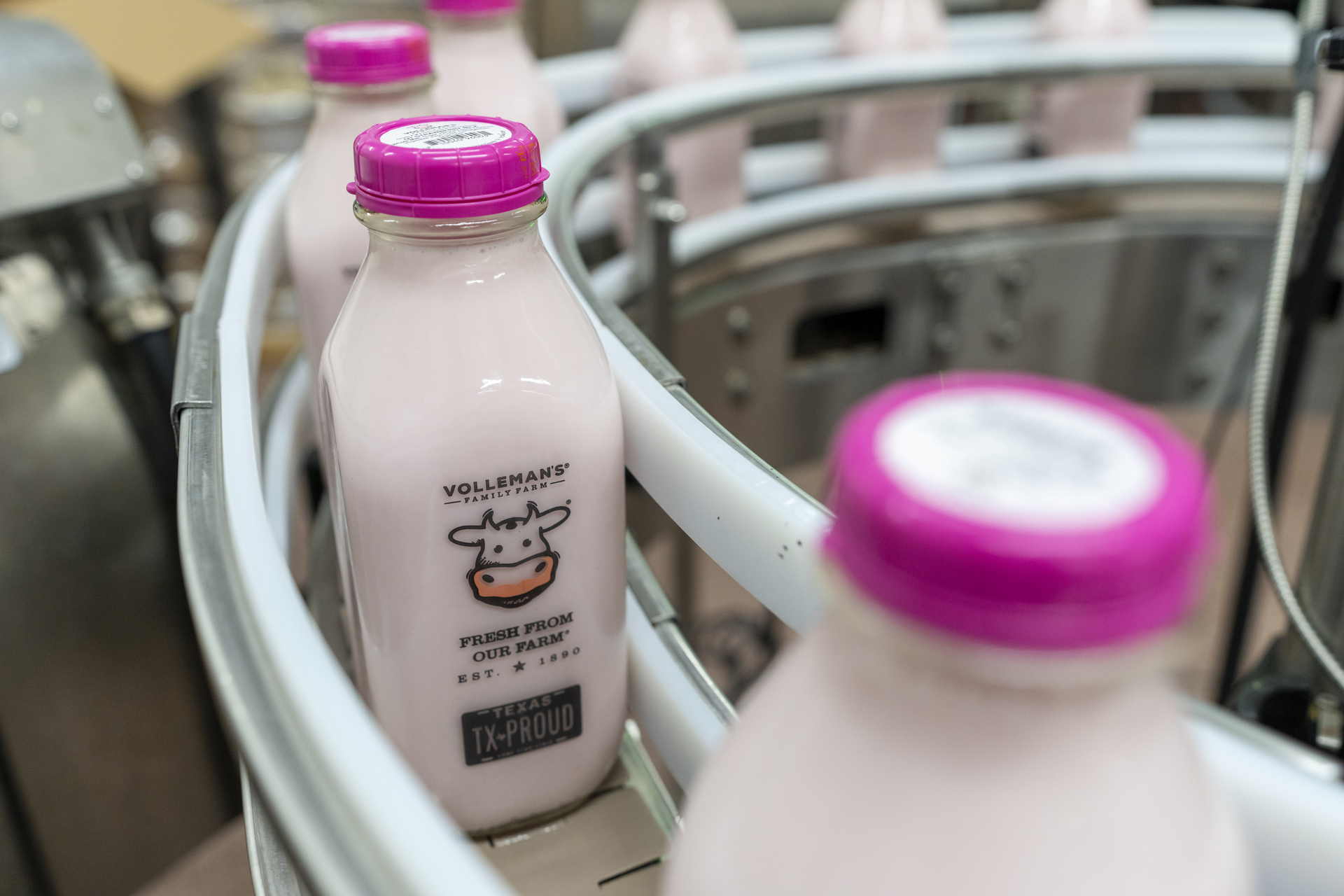 Glass bottles with strawberry milk move through the filling line at the Volleman's Family Farm bottling plant in Gustine, Texas. The bottles have the farms cow logo and pink twist tops.