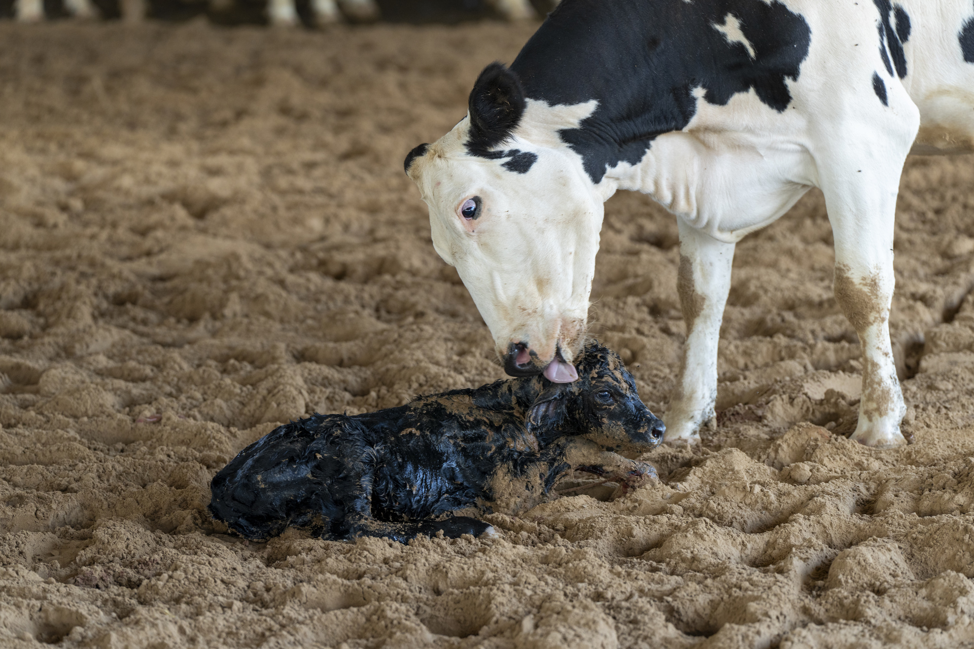 A Holstein cow licks her calf after giving birth.