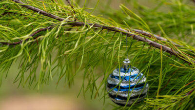 A blue and silver ball Christmas ornament hung on a bright green pine tree branch.