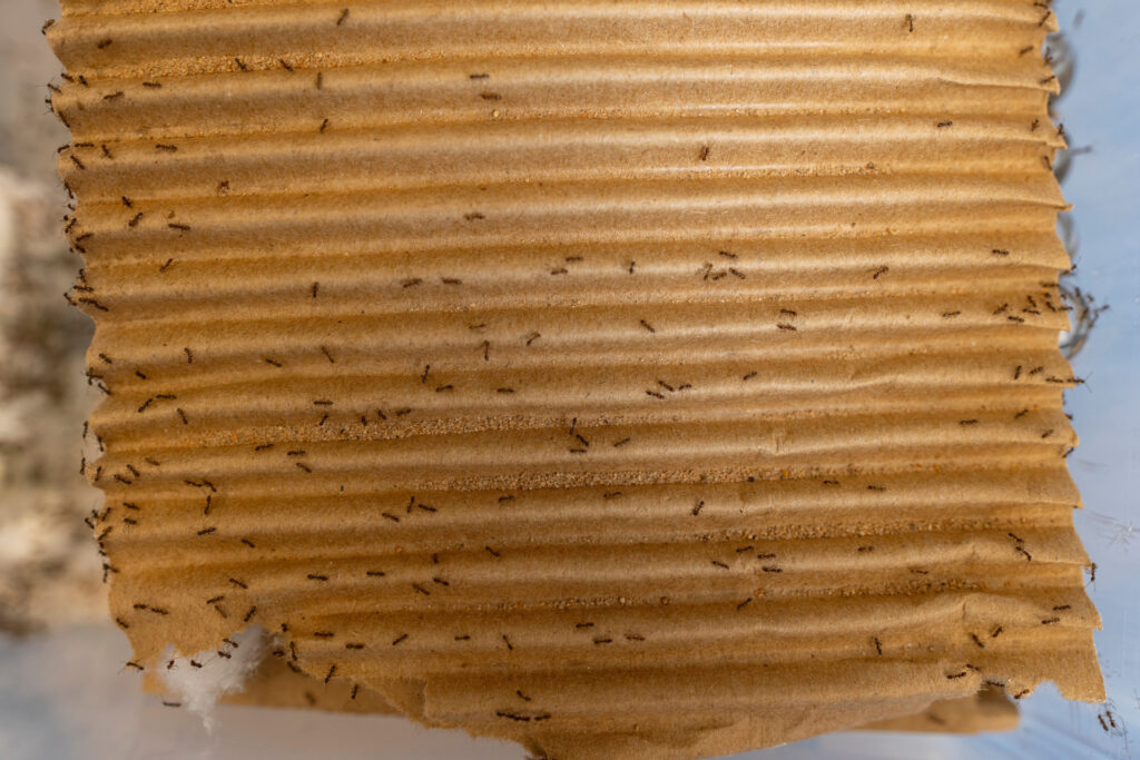 Dozens of Argentine ants crawl around the corrugated cardboard. 