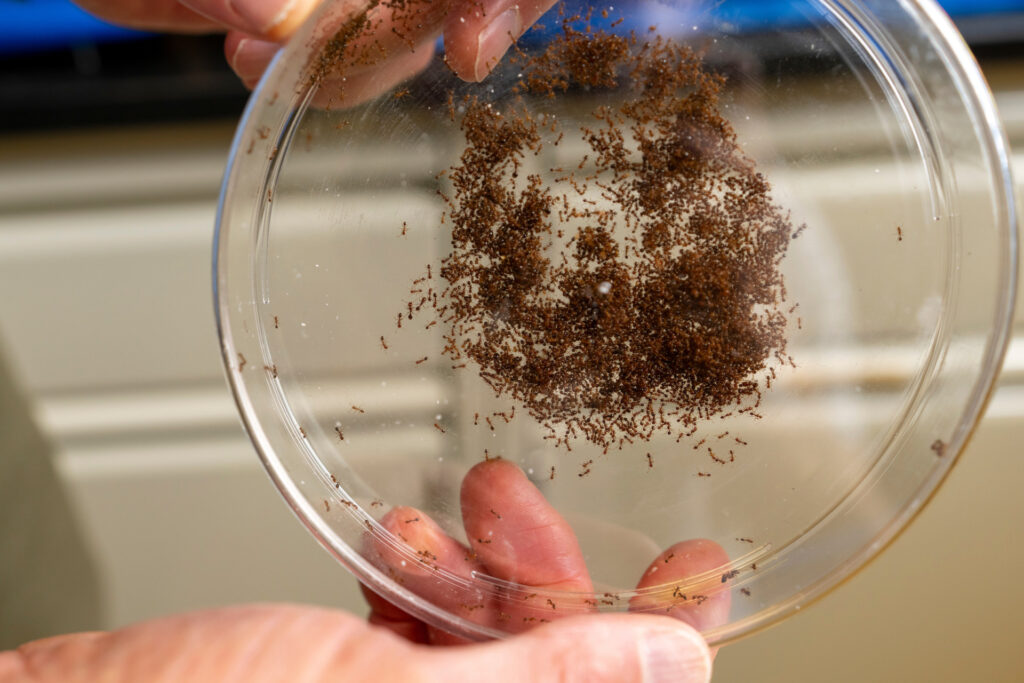A petri dish with hundreds of fire ants crawling around in the middle. 