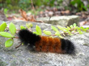 A fuzzy banded caterpillar with black ends and a brown middle crawls on a rock. 