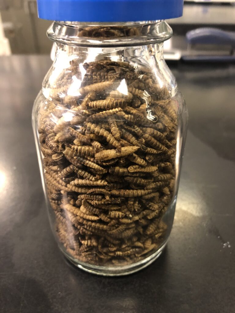 Jar of black soldier fly larvae which are being used in food science research.