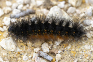 A caterpillar with a black top and brown bottom crawls on rocky ground.