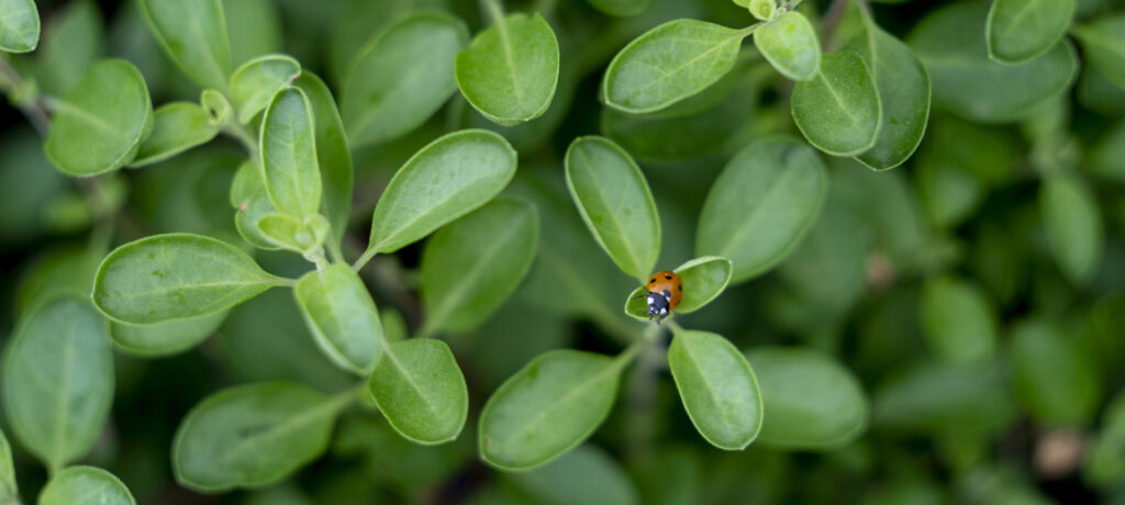 A native labybug on the leaf of a plant. 