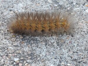 A hairy brown and yellow caterpillar crawls along a concrete surface. 