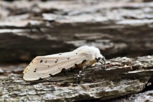 A moth with white wings and black spots rests on tree bark.