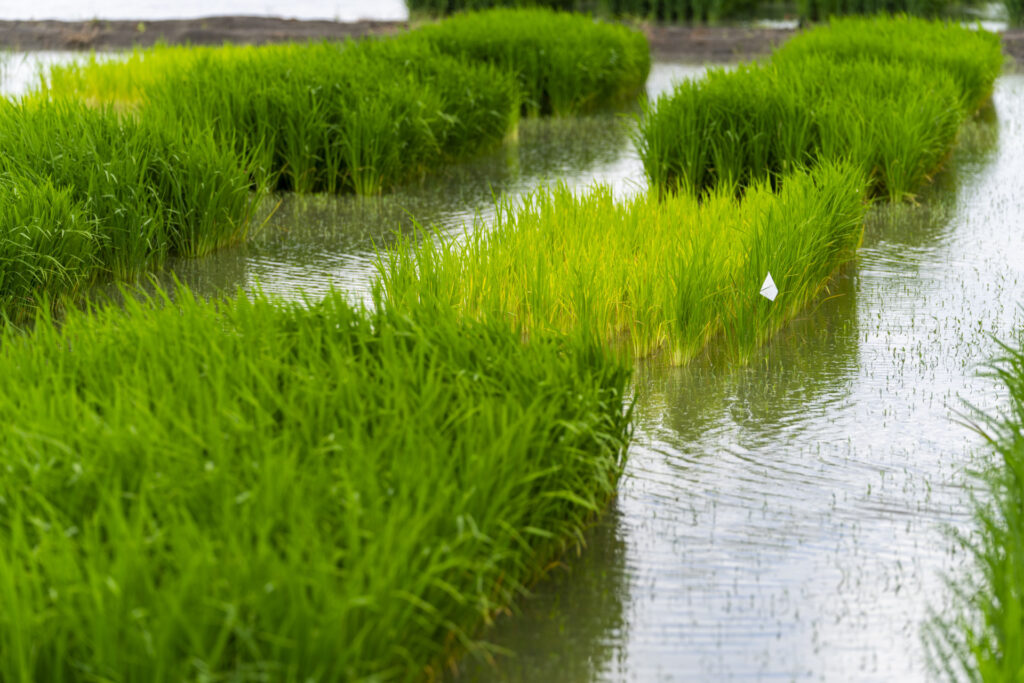 A photo of an irrigated rice field.