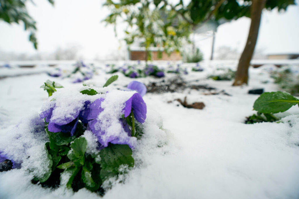 Purple flower covered in ice and snow. 