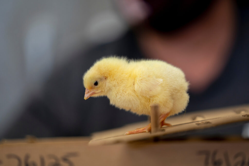 A small yellow chick standing on a brown cardboard box. 