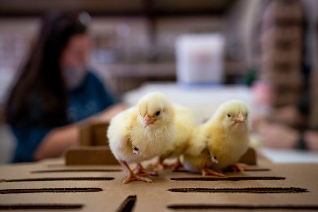 Two yellow baby chicks standing together on top of a cardboard box. 