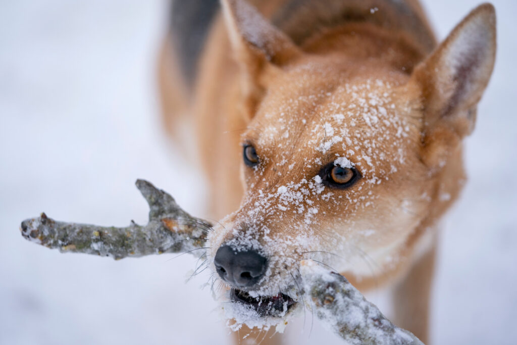 A dog with snow on its face holds a stick in its mouth. Pets should be kept inside during severe winter weather. 