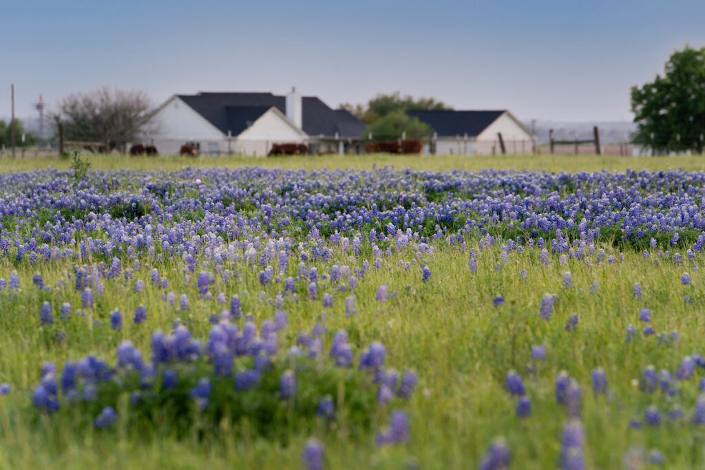 A house sits in a field of bluebonnets. 