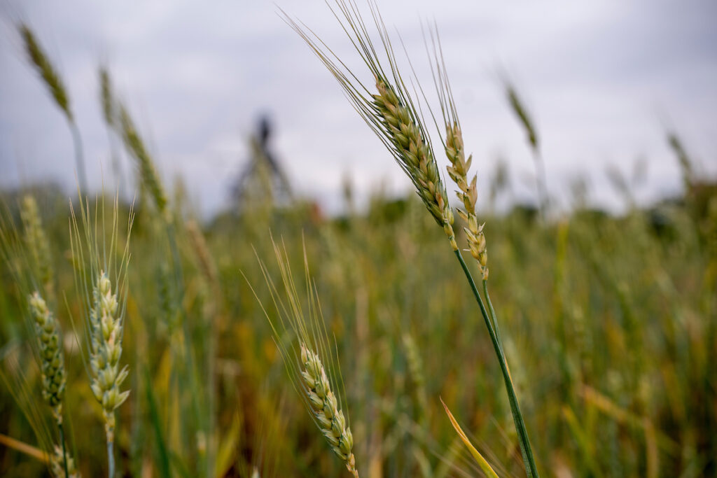 Wheat in a field. 