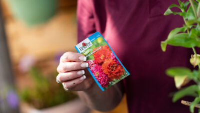 A woman's hand holds a flower seed packet. Only her torso is visible and she is wearing a maroon shirt.
