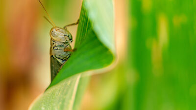 A grasshopper on a leaf.