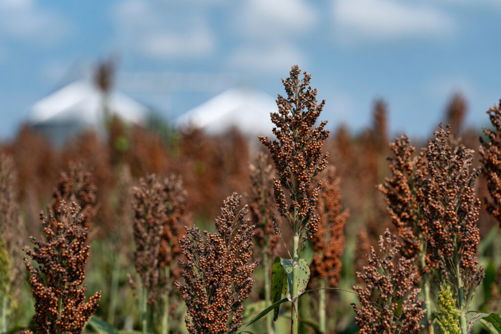 Sorghum in a field with silos in the background.
