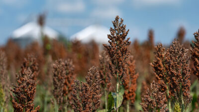 Sorghum in a field with silos in the background.