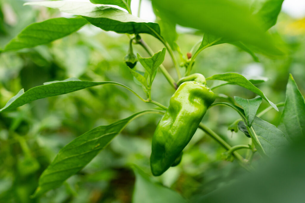 A green pepper plant inside a greenhouse.