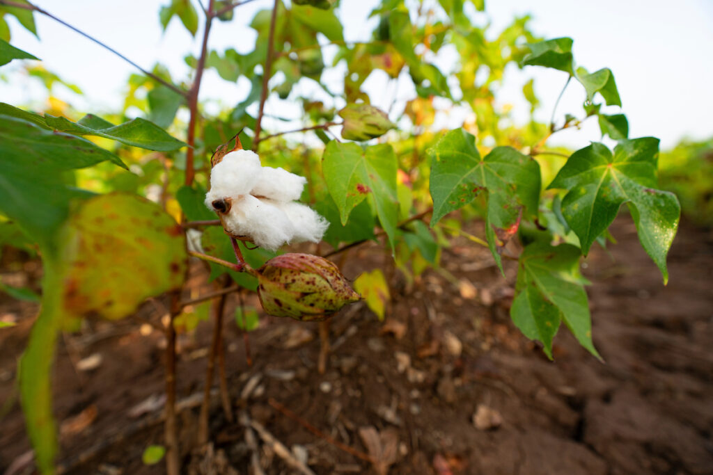 A boll of cotton in a field. Cotton iis one of many topics at the Northwest Panhandle Crops Conference this year.
