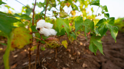 A boll of cotton in a field.