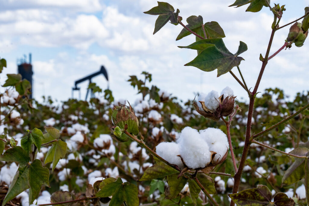 Cotton plants with an oil well pumpjack in the background. Cotton and grain weed management will be one of the topics discussed during the Gulf Coast Feed Grain and Cotton Conference on Jan. 23 in El Campo.