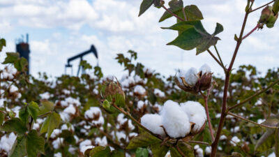 Cotton plants with an oil well pumpjack in the background.