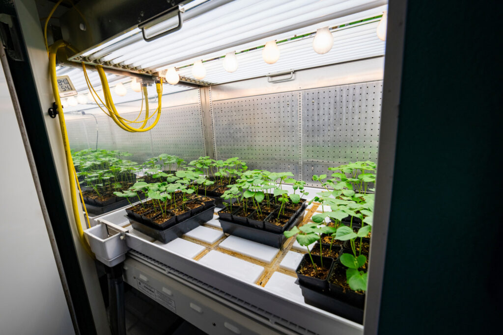 Starter plants sit inside a controlled environment research lightbox. 