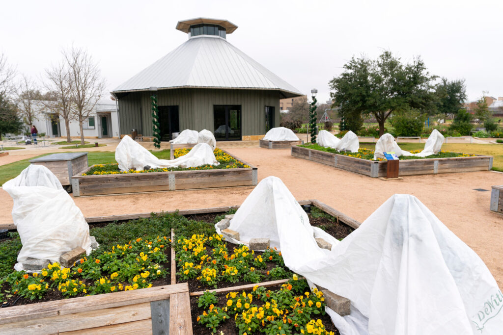 White tarps cover shrubs and trees to protect them from freezing temperatures. 