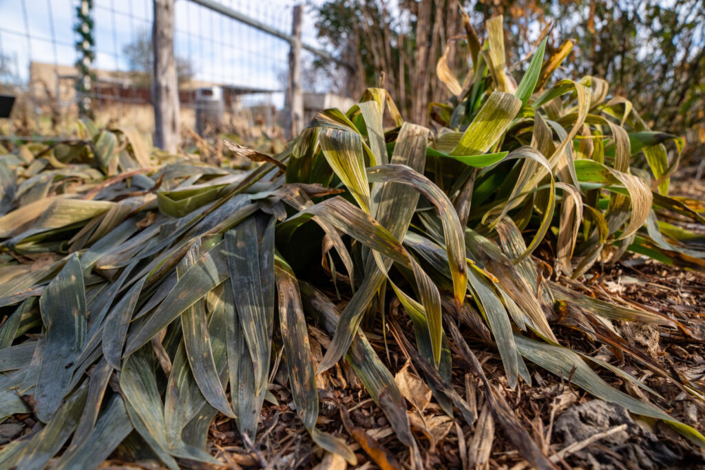 A landscape plant withered from freeze damage. 