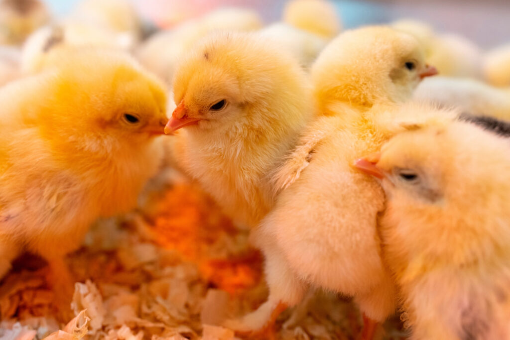 Several baby chicks standing together.