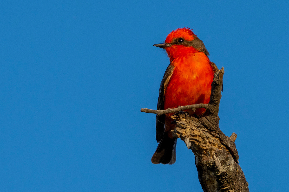 A vermilion flycatcher sits on a limb against a blue sky. Birding the Border offers individuals the possibility of spotting species such as this one. 