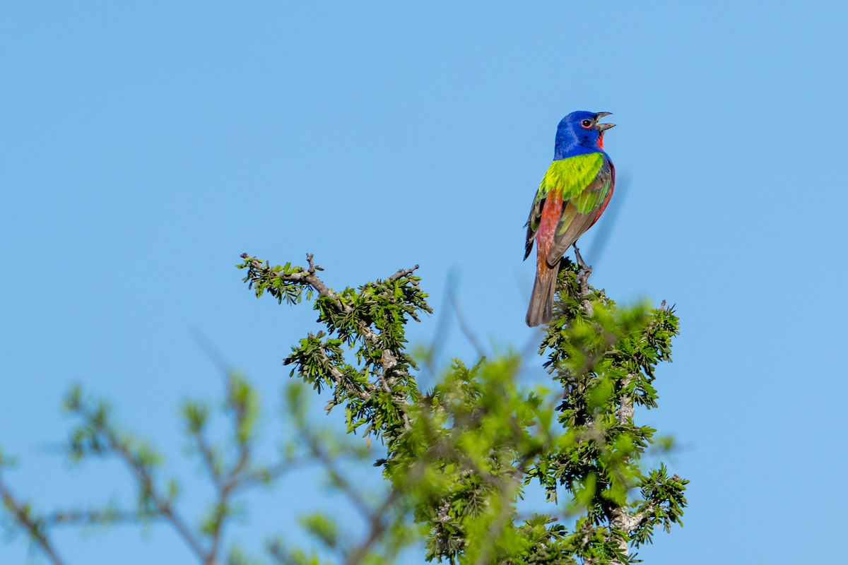 A painted bunting vocalizes at the top of a bush.  Birding the Border offers individuals the possibility of spotting species such as this one. 