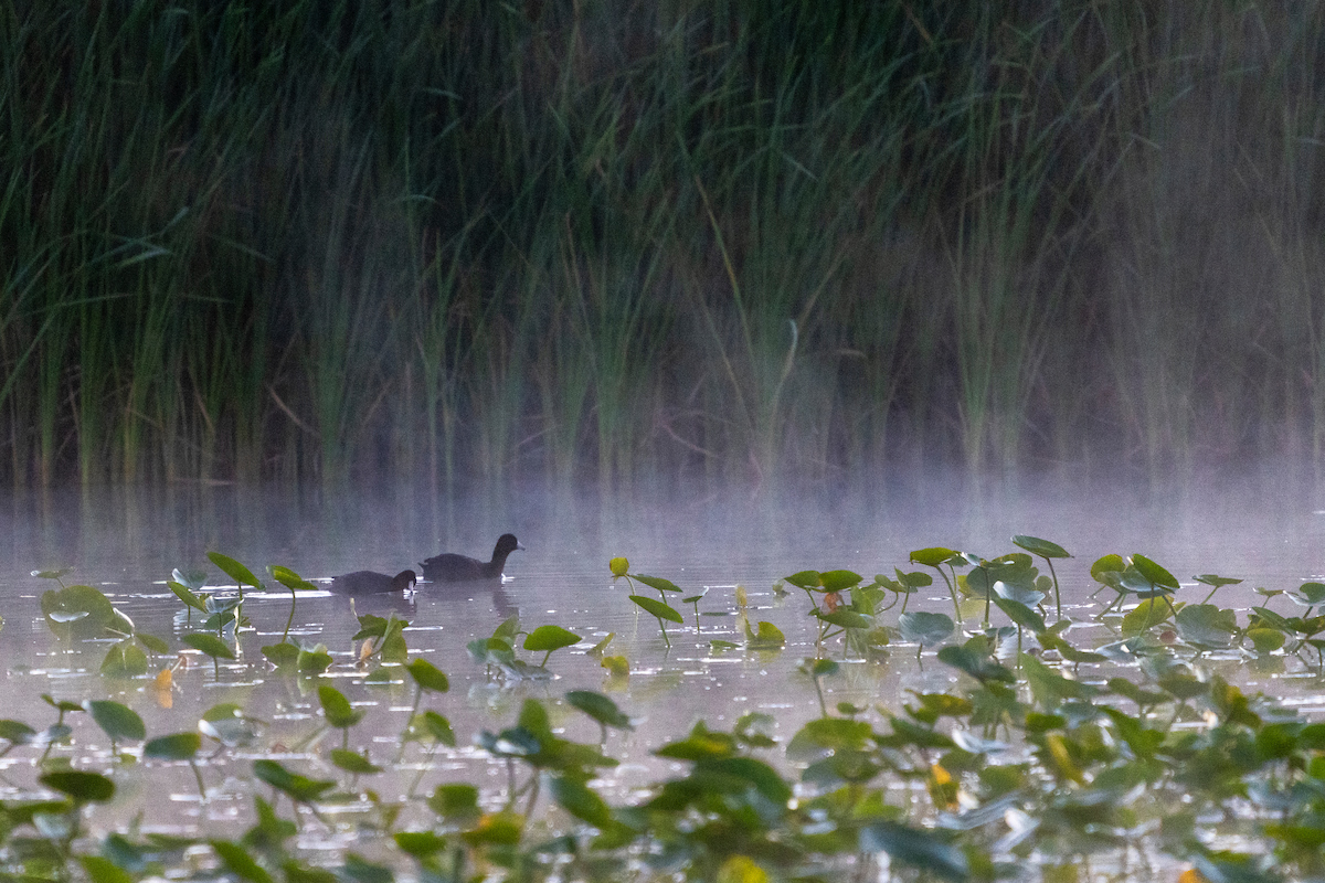 American coots swim among vegetation. 