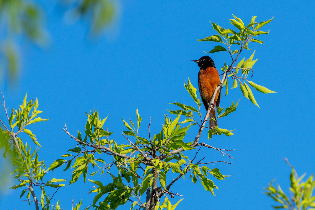 An orchard oriole sits at the top of a tree. 