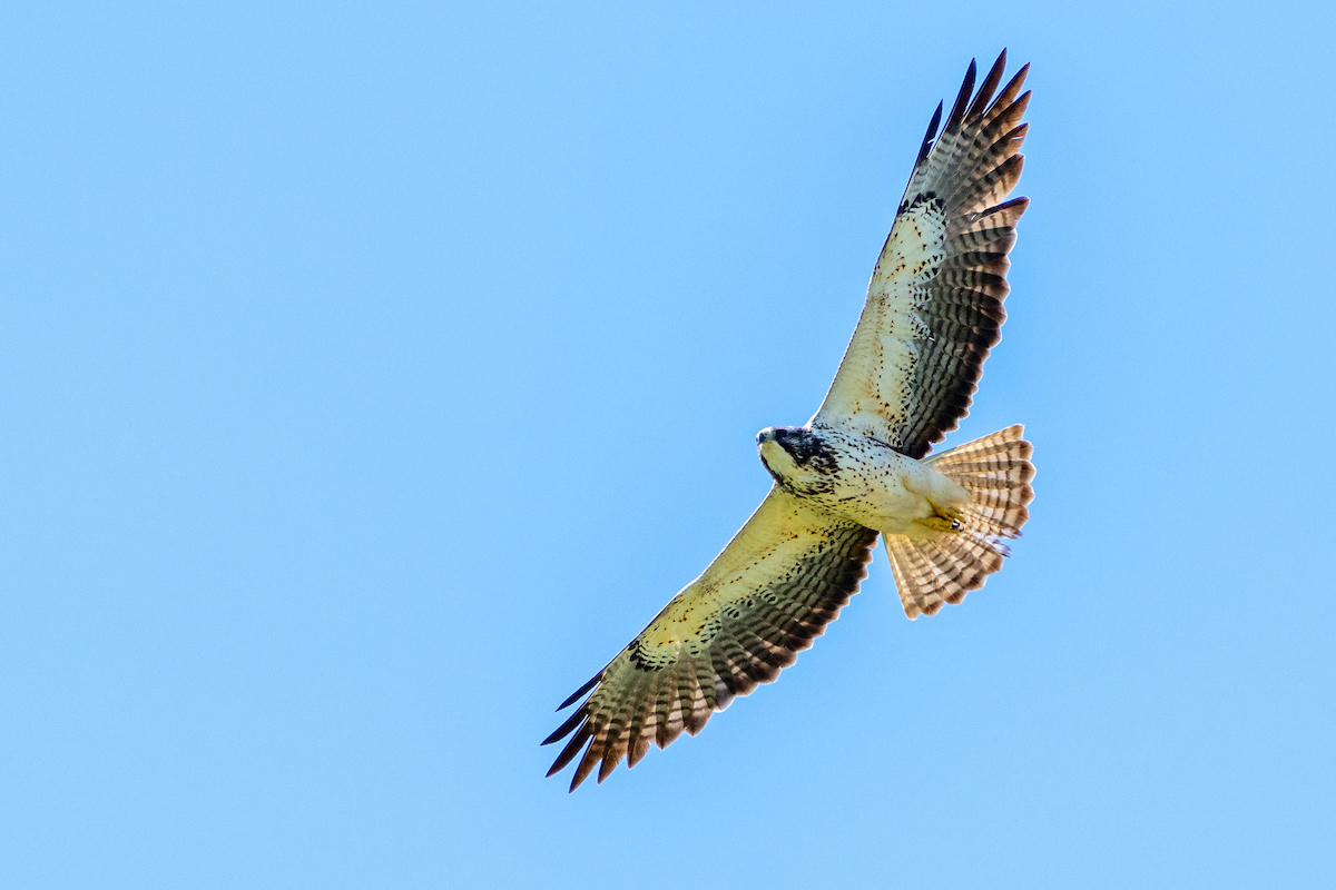 A Swainson's hawk flies. Birding the Border offers individuals the possibility of spotting species such as this one. 